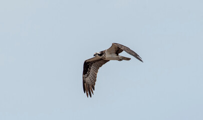 Osprey