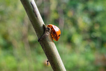 ladybug perched on a tree