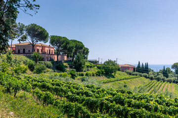Santa Venerina, Sicily, Italy - July 24, 2020: Italian landscape with olive trees and vineyards,...