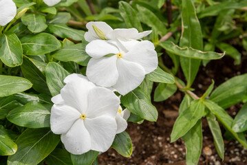 Vinca Cora Cascade White Flowers In The City Planter