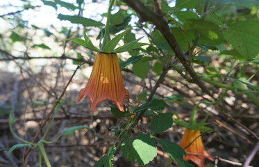 Canary Islands bellflower or Canarina canariensis, endemic plant orange color flower close-up