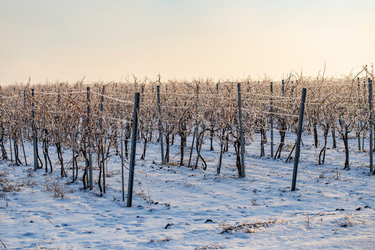 In winter, the vineyards are covered with ice and snow. Winemaking. Selective focus.