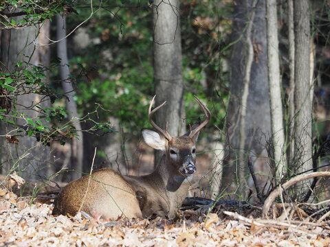 wild whitetail deer buck resting in forest