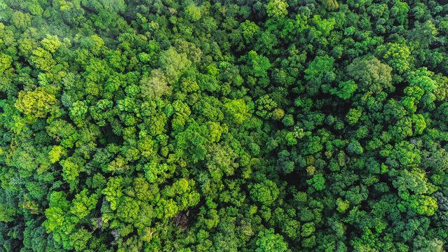Aerial view of landscape green forest © meen_na