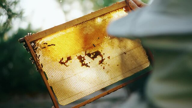 Portrait of a beekeeper working with an open bee hive holding a frame with honey