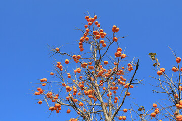 There are many mature persimmons hanging on the persimmon tree
