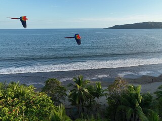 Scarlet Macaws in flight with the ocean in the background