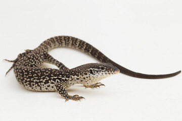 The Spotted Tree Monitor lizard varanus similis isolated on white background