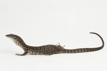 The Spotted Tree Monitor lizard varanus similis isolated on white background