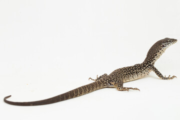 The Spotted Tree Monitor lizard varanus similis isolated on white background
