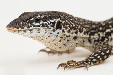 The Spotted Tree Monitor lizard varanus similis isolated on white background