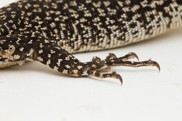 The Spotted Tree Monitor lizard varanus similis isolated on white background