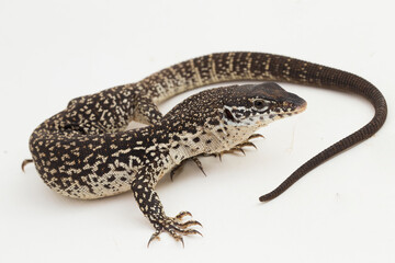 The Spotted Tree Monitor lizard varanus similis isolated on white background