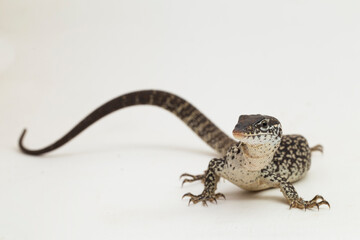 Fototapeta premium The Spotted Tree Monitor lizard varanus similis isolated on white background