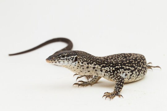 The Spotted Tree Monitor lizard varanus similis isolated on white background