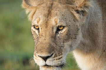Eyes of the lioness