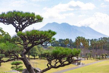 Fototapeta premium 五葉松と桜島 