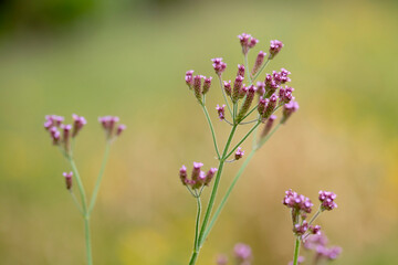 Verbena bonariensis or 