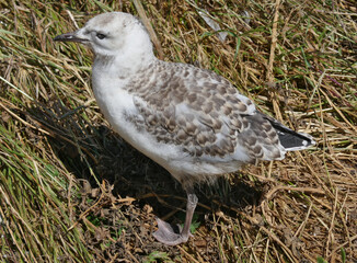 Seagull chick alone on the grassy hillsides of Phillip Island, Victoria.