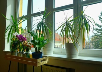 Different green potted plants on window sill at home. Flowers care and still life. Orchids and...