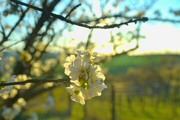Cherry blossoms bloomed. Cherry branch in blossom. Cherry tree in bloom