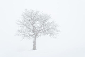 Minimalist Winter Landscape with a Lone Tree