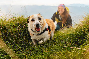 dog without breed, friendly and happy walking through the mountains with his mountaineer owner....