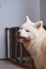 白の秋田犬のポートレート
