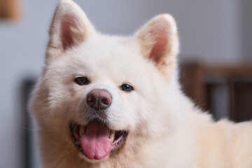 白の秋田犬のポートレート