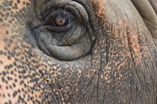 close up of elephant eye