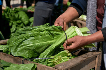 Unrecognizable person arranging a bundle of fresh agroecological organic chard leaves from sustainable and healthy agricultural production.