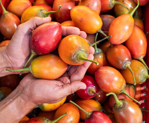 Colombian tamarillo in farmer's hands - Solanum betaceum