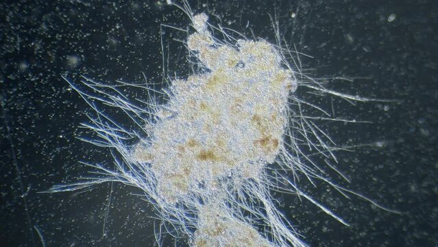 Cyanobacteria algae movement in light under microscope dark field view