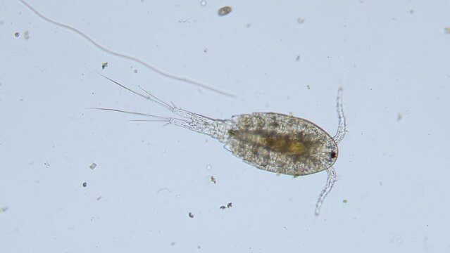 Plankton copepod freshwater cyclop transparent visible internal organs brightfield view under microscope