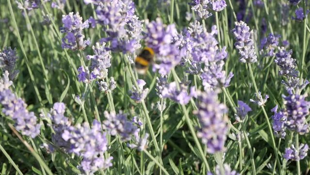 Closeup bumblebee flying between lavander flowers collecting pollen. Beautiful evening golden hour sunlight. Insect pollinating from flower to flower. Camera follows.