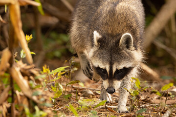 Closeup portrait of a cute raccoon (Procyon lotor) in Sarasota, Florida 