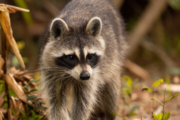 Closeup portrait of a cute raccoon (Procyon lotor) in Sarasota, Florida 