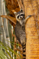 A raccoon (Procyon lotor) seems to be smiling as it climbs a tree in Sarasota, Florida