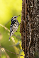 Naklejka premium A black-and-white-warbler, a small bird with black and white stripes, on a tree in Sarasota County, Florida
