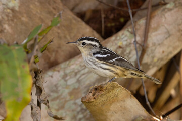 A black-and-white-warbler, a small bird with black and white stripes, on a tree in Sarasota County, Florida