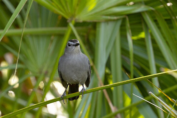 A grey catbird (Dumetella carolinensis), a common bird species, looks elegant against a backdrop of green palmetto in Sarasota County, Florida.