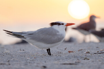 A royal tern (Thalasseus maximus), a large coastal bird, soaks up the last rays of sunset on Lido Beach, Florida