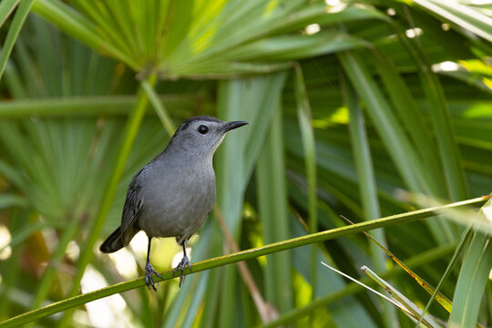 A grey catbird (Dumetella carolinensis), a common bird species, looks elegant against a backdrop of green palmetto in Sarasota County, Florida.