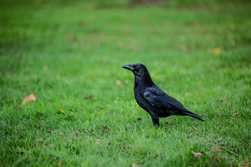 Obraz premium raven on the grass