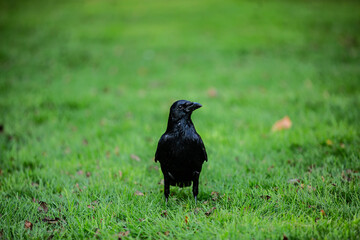 crow on the grass
