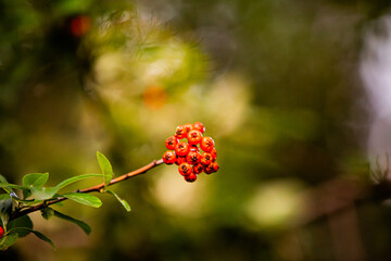 red berries on a branch