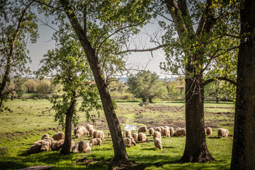 Selective blur on a flock and herd of white sheeps, with short wool, standing and eating in the grass land of a pasture in a Serbian farm in Titel. They are farming animals, called ovis aries