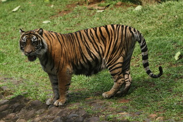 Fototapeta na wymiar sumatran tiger in the zoo