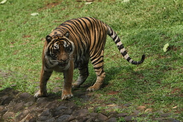 sumatran tiger walking