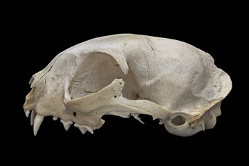 Skull of a domestic cat seen side-on against a black background